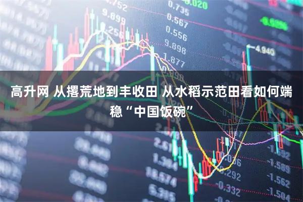 高升网 从撂荒地到丰收田 从水稻示范田看如何端稳“中国饭碗”